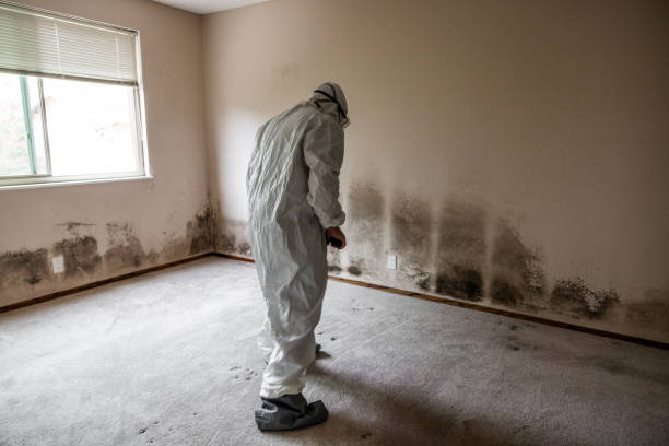 Best Mold Damage Restoration  in Barnum Island, NY